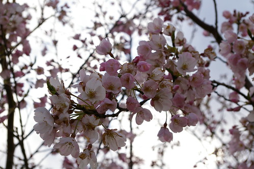 桜（多摩川沿い）
