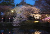 夜の大島桜
