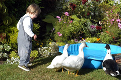Petting Zoo: observing the ducks