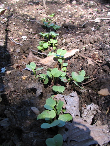 A Row of Radishes