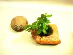 Iyo bonsai pot3-2