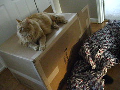 Jasper guards the box
