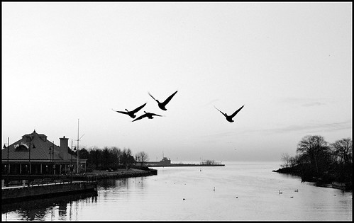 Geese in Flight (by StarbuckGuy)
