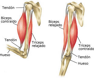 musculo esqueletico brazo