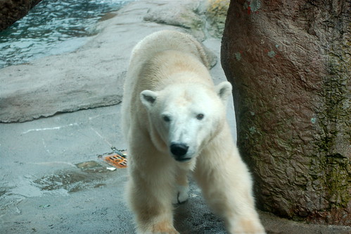 Oregon Zoo: Polar Bear