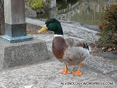 Full body view of the duck