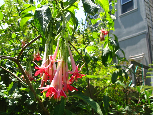 Fuchsia boliviana 'alba'