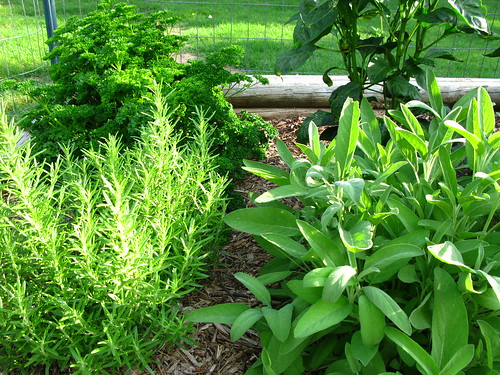 Go green with an herb garden