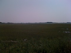  8-marsh and crane