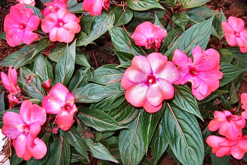 Impatiens 'New Guinea' (rq) - 02. Detailed descriptions and photos of over 400 botanical species at the Garden of Vila Porto Mare (Funchal, Madeira Island,