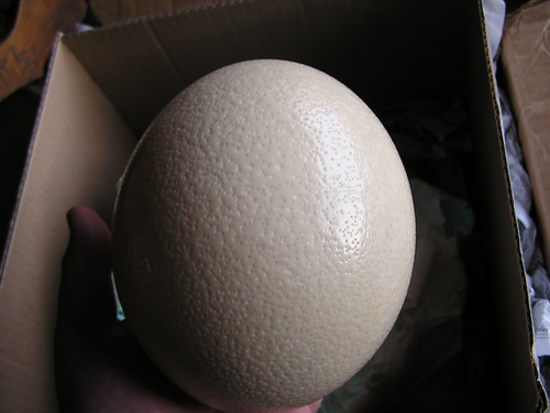 Ostrich Egg 1
