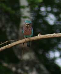 Kabini indian roller maybe