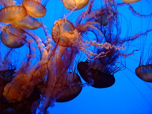Aquarium in Monterey