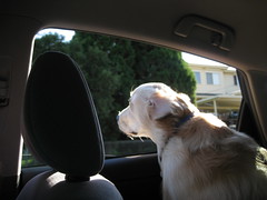 Bailey loves a car ride