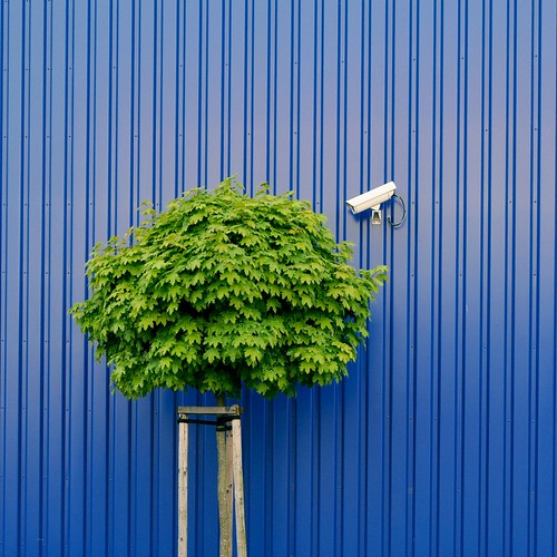 Tree watching by IKEA security by Heidelknips