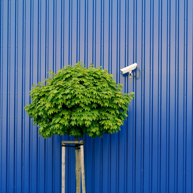 Tree watching by IKEA security