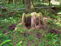 An interesting stump