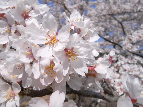 09-04-10【桜】＠談山神社-02