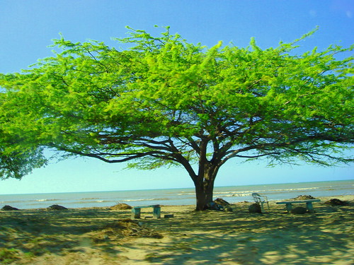 Tree in the abondoned beach in Monte Cristi