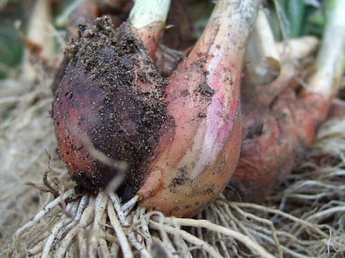 Egyptian Walking Onions - with soil