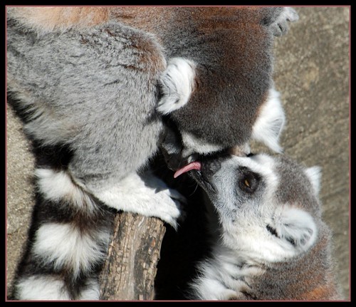 Lemur Kisses