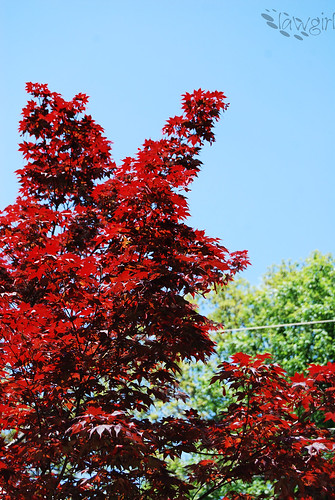 IP_Red_Maple[2009]