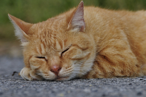 フリー画像|動物写真|哺乳類|ネコ科|猫/ネコ|チャトラ|寝顔/寝相/寝姿|フリー素材|
