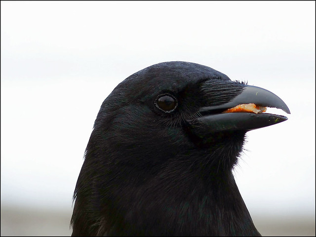 Crow With French Fry
