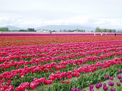 Tulip fields in Roozengaarde