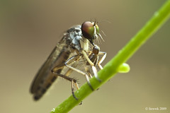 1.13 Robberfly ... Natural Light with MPE