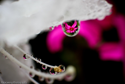 Tiny flower drops