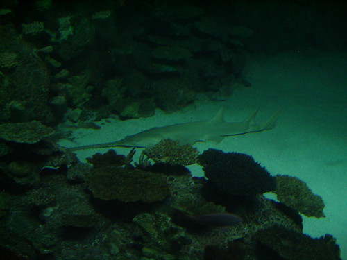 saw fish shark