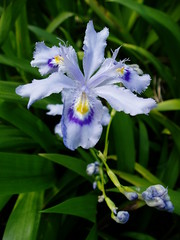 Iris japonica blue close up