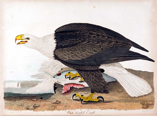 White Headed, or Bald Eagle