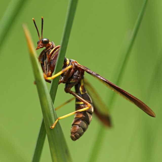 Wasp Mantidfly (Climaciella brunnea)
