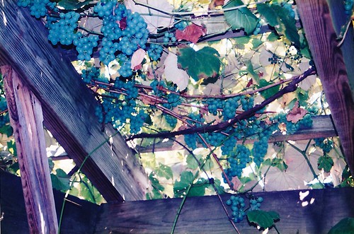 Grapes by Lisa's Random Photos