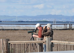 Watching the bird watchers at the Palo Alto Baylands