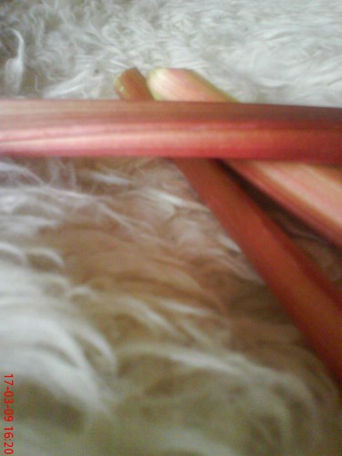 first rhubarb of the year 2009