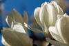 純白の開花(２)