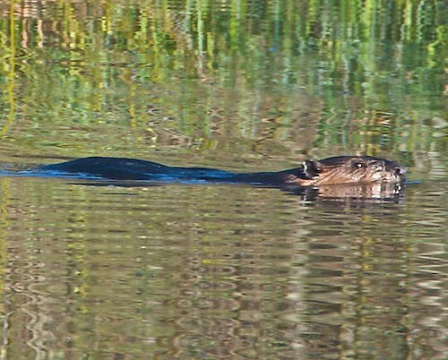 Beaver, Gabriola Commons Pond by GabriolaBill.