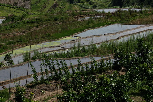 Tianluokeng Paddy Fields (by niklausberger)