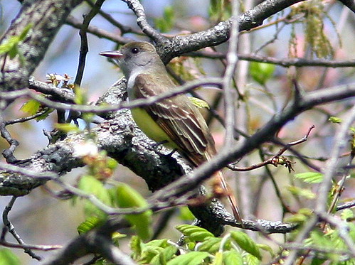 Great Crested Flycatcher 20090508