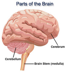 Brain_parts