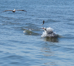 dolphin , pelican & fish