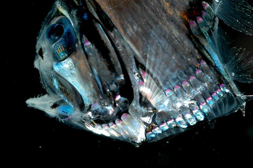 深海褶胸魚；中央研究院廖運志博士拍攝、亞太潛水展提供