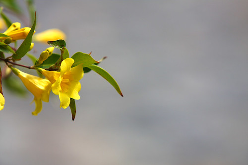 Yellow Flowers Desktop