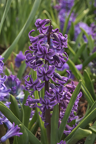 Missouri Botanical Garden (Shaw's Garden), in Saint Louis, Missouri, USA - Common hyacinth, Hyacinthus orientalis 'Blue Jacket' Liliaceae
