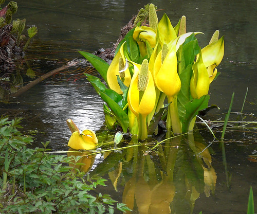 Yellow reflections 06Apr09