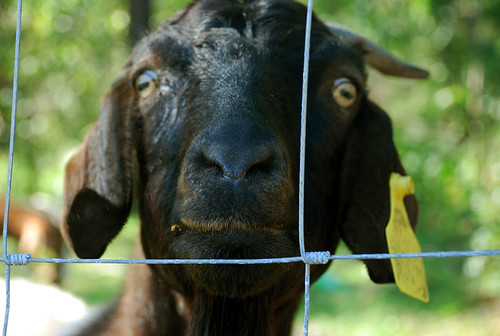Hi Goat