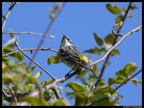 Myrtle Warbler (Dendroica coronata coronata)